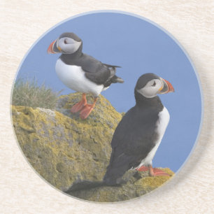 Porta-copos Papagaios-do-mar-do-Atlântico (Fratercula arctica)
