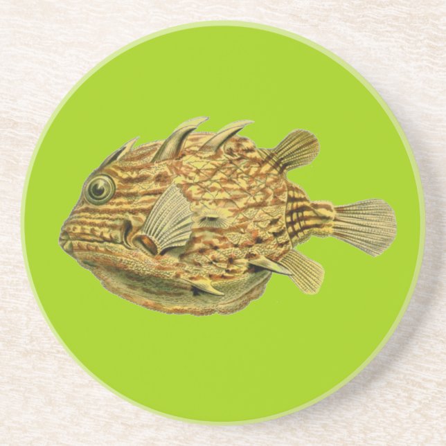 Porta-copos Peixe Haeckel (Frente)