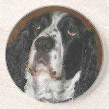 Pet Photo Sandstone, Inglês Springer Spaniel