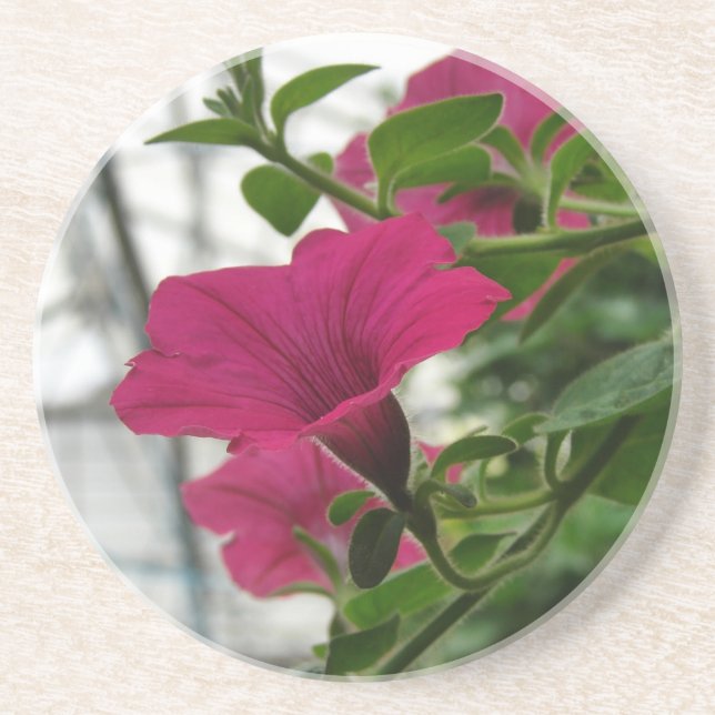 Porta-copos Petunia (Frente)
