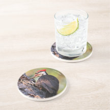 Pica-pau pileado bonito na árvore