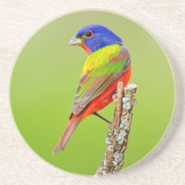 Porta-copos Pintassilgo-de-cabeça-castanha (Passerina ciris) M (Frente)
