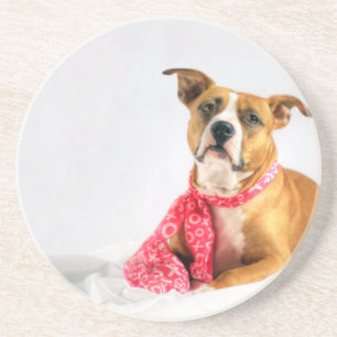 Porta-copos Pit Bull Puppy Love in Pink XOXO