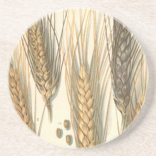 Porta-copos Planta de Trigo Resistente à Seca, Agricultura Vin