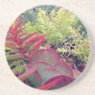 Porta-copos Plantas do Succulent