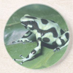 Porta-copos Poison Dart Sapo (Dendrobates auratus) Cahuita