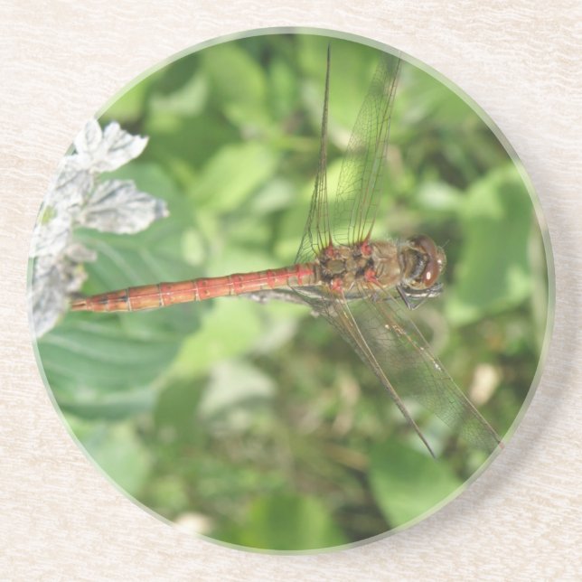 Porta-copos Portas copos Darter Dragonfly (Frente)