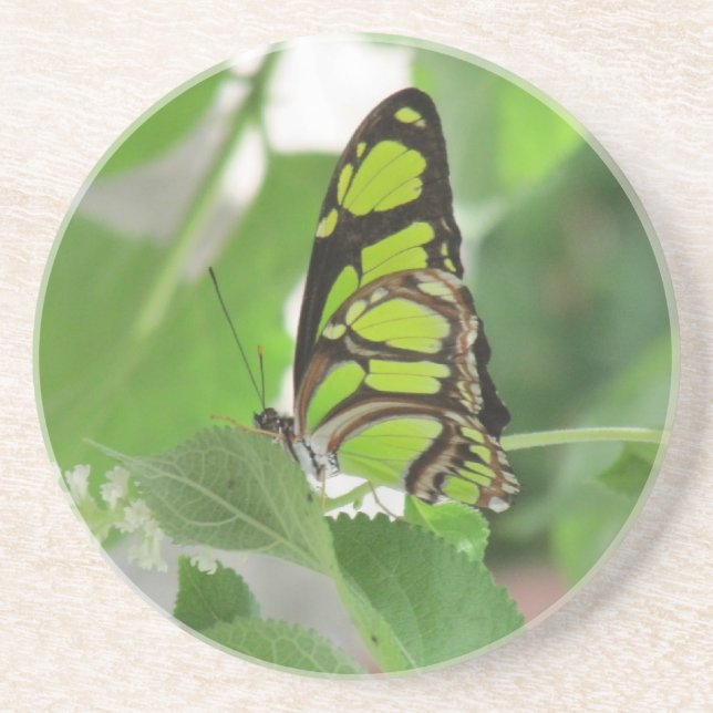 Porta-copos Portas copos de arenito de Borboleta (Frente)