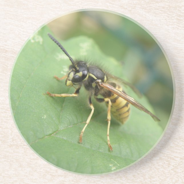 Porta-copos Portas copos de Macro de Hoverfly (Frente)