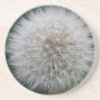 Propagando Portas copos Dandelion Flor