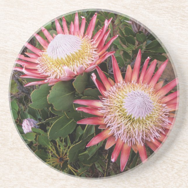 Porta-copos Protea-rei (Protea Cynaroides), Helderberg (Frente)