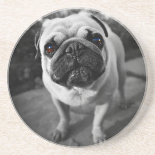 Porta-copos Pug bonito