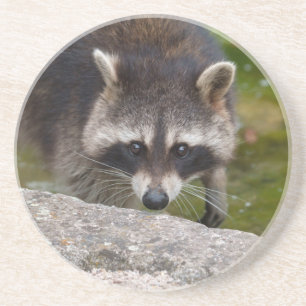 Porta-copos Raccoon faz contato direto com os olhos