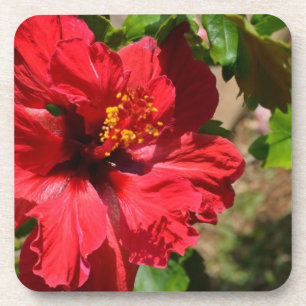 Porta copos Red Hibiscus Cork