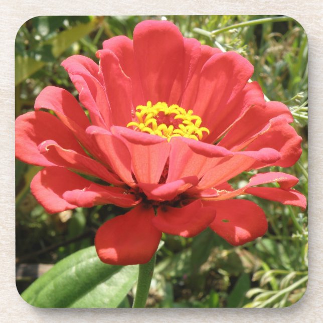 Porta copos Red Zinnia Cork (Frente)