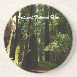 Porta-copos Redwoods e Samambaias no Parque Nacional Redwood