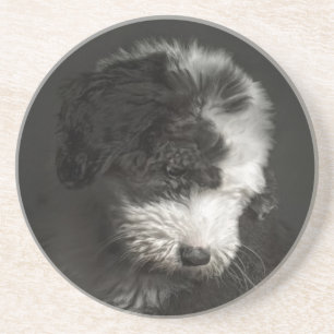 Porta-copos Retrato Bobtail do filhote de cachorro no estúdio