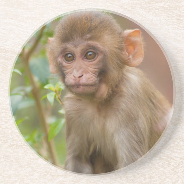 Porta-copos Rhesus Monkey Baby, Monkey Temple, Jaipur (Frente)