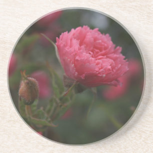 Porta-copos Rosa silvestre rosa. Foto do jardim da natureza fl