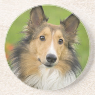 Porta-copos Rough Collie, cão