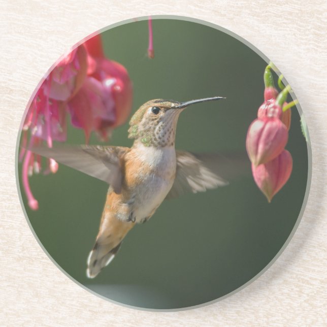 Porta-copos Rufous Hummingbird alimentando-se de Fuchsia (Frente)