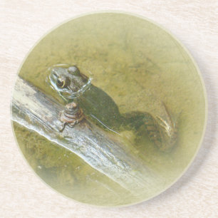 Porta-copos Sapo-Grande Americano - Rana catesbeiana