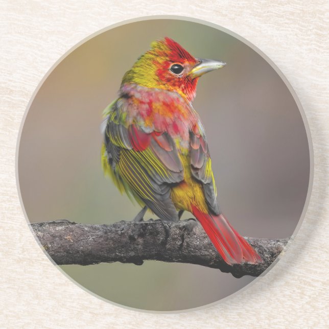 Porta-copos Scarlet Tanager Molting - Fotografia original (Frente)