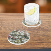 Sedum Spathulifolium Succulium Vegetais Florais