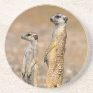Porta-copos Sentinelas do Meerkat (Suricata Suricatta), Karas
