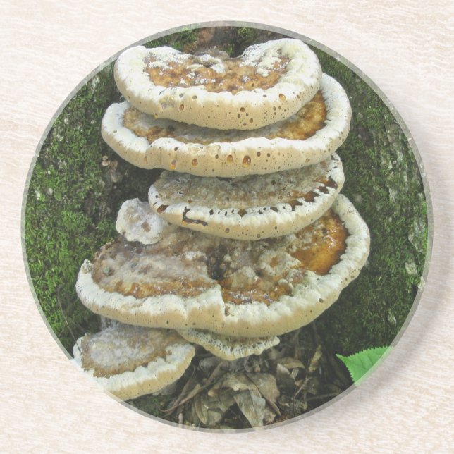 Porta-copos Shelf Fungi em Stump (Frente)
