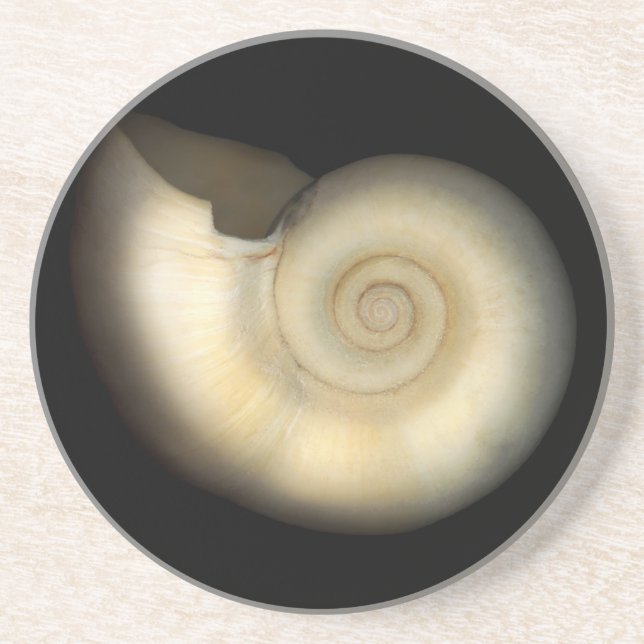 Porta-copos Shell - concologia - nautilus (Frente)