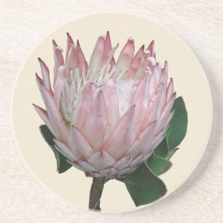 Porta-copos Sorvete de Flor Protea