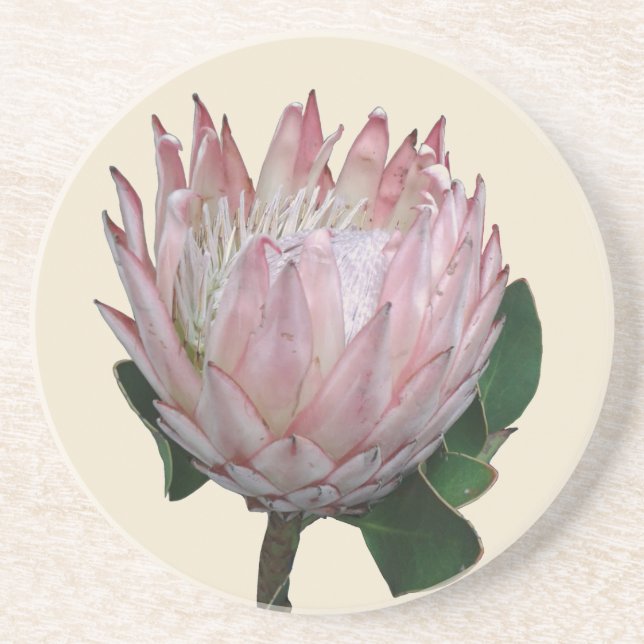 Porta-copos Sorvete de Flor Protea (Frente)