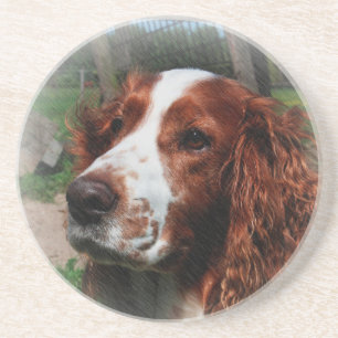 Porta-copos Springer Spaniel Dog Art