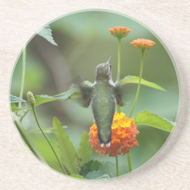 Porta-copos Summer Hummer (Frente)