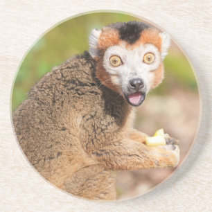 Porta-copos Surpresa de Lemur Crowned: uma expressão sincera