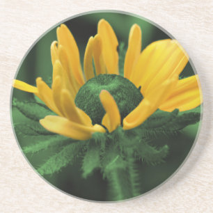 Porta copos Susan Floral Green Black Eyed Susan