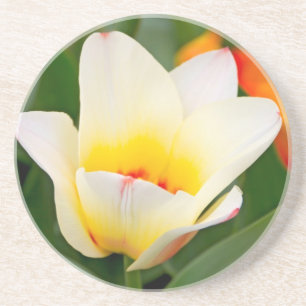 Porta-copos Tulipa