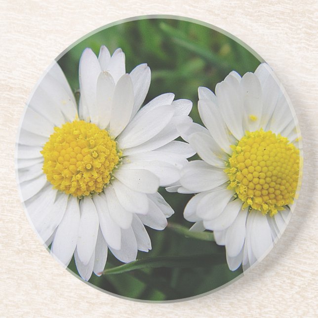 Porta-copos Two cute, white daisies drink coaster (Frente)