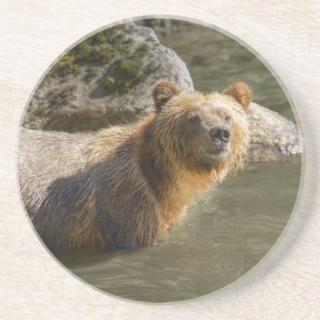 Porta-copos Urso Grizzly Selvagem No Rio Orford (Frente)