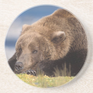 Porta-copos urso pardo, Ursus arctos, urso cinzento, Ursus 8