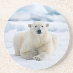 Porta-copos Urso polar adulto no gelo de bloco do verão