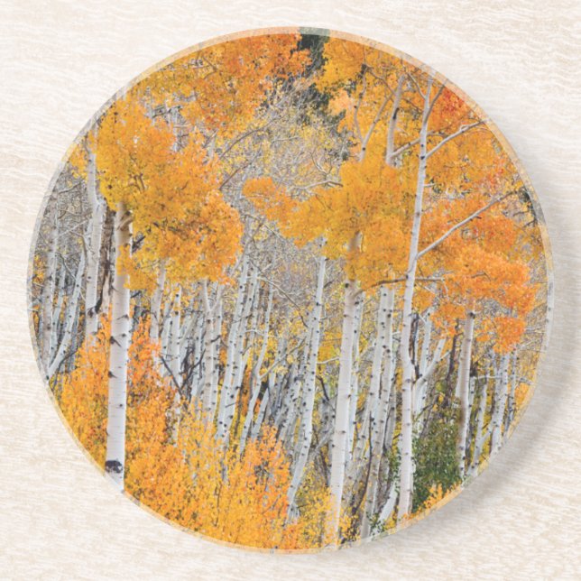 Porta-copos Utah, EUA. Árvores de Aspen (Populus Tremuloides)  (Frente)