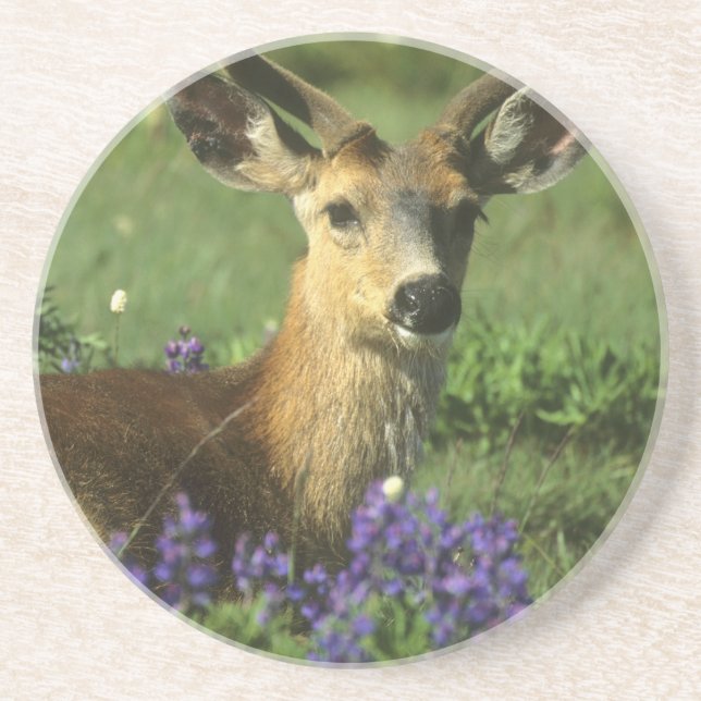 Porta-copos Veado-de-cauda-preta, Odocoileus hemionus (Frente)