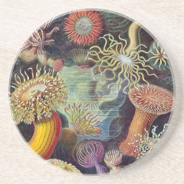Porta-copos Vintage Haeckel Sea Anemone (Frente)