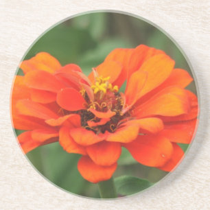 Porta-copos Zinnia alaranjado