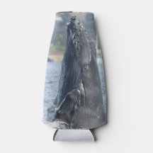 Quebra de vitelo de jubarte pode arrefecer