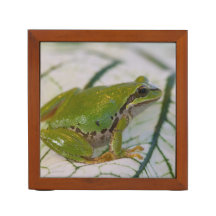 Sapo de árvore do Pacífico em flores em nosso jard