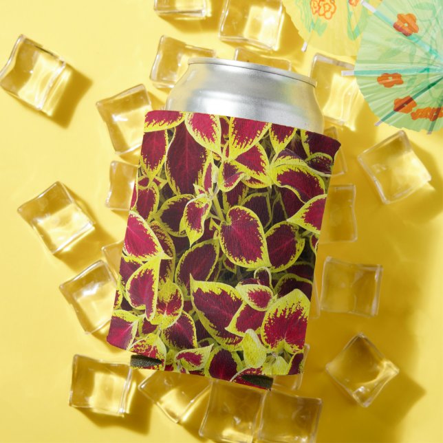 Porta-lata Coleus Plant Deixa Floral (Verão in situ)