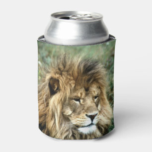 Porta-lata Leão africano